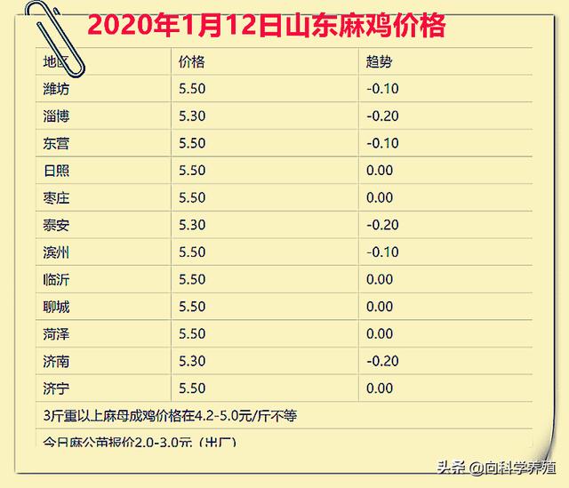 山东今日麻鸡最新价格，时代背景下的鸡市动态