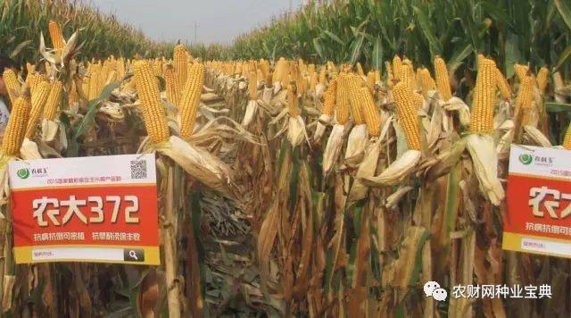 农大372最新官司深度解析，背后的故事揭秘