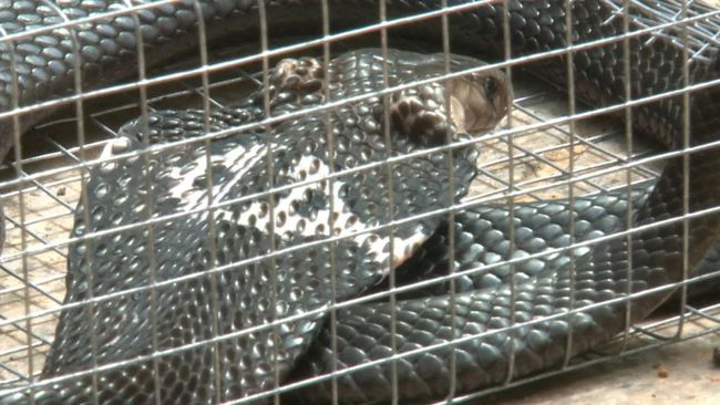 笼装眼镜蛇最新技巧揭秘，一段温馨的日常故事探索