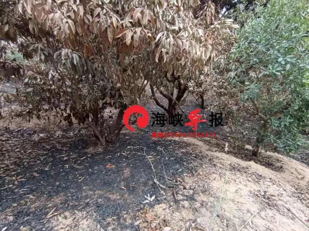 龙海东园浮宫最新招工启示，探索小巷深处的风味之旅