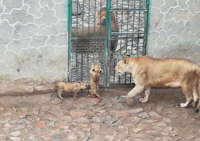 兰州动物园最新规划图，变化、自信与未来的碰撞展望