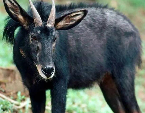 澳门最精准四不像正版,目前现象解析描述_并发版79.861