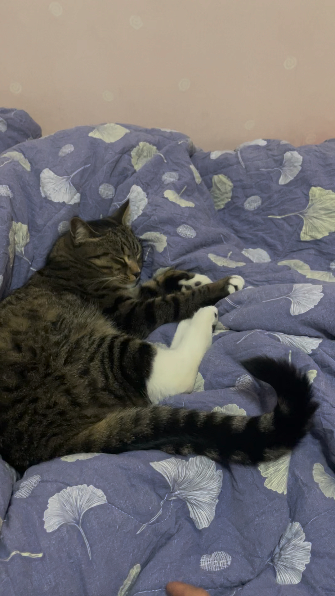 压尾猫最新,压尾猫最新，时代背景下的独特魅力与影响
