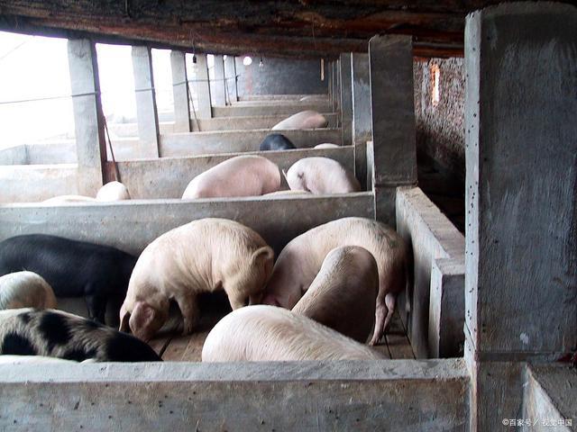 生猪养殖环境最新动态分析