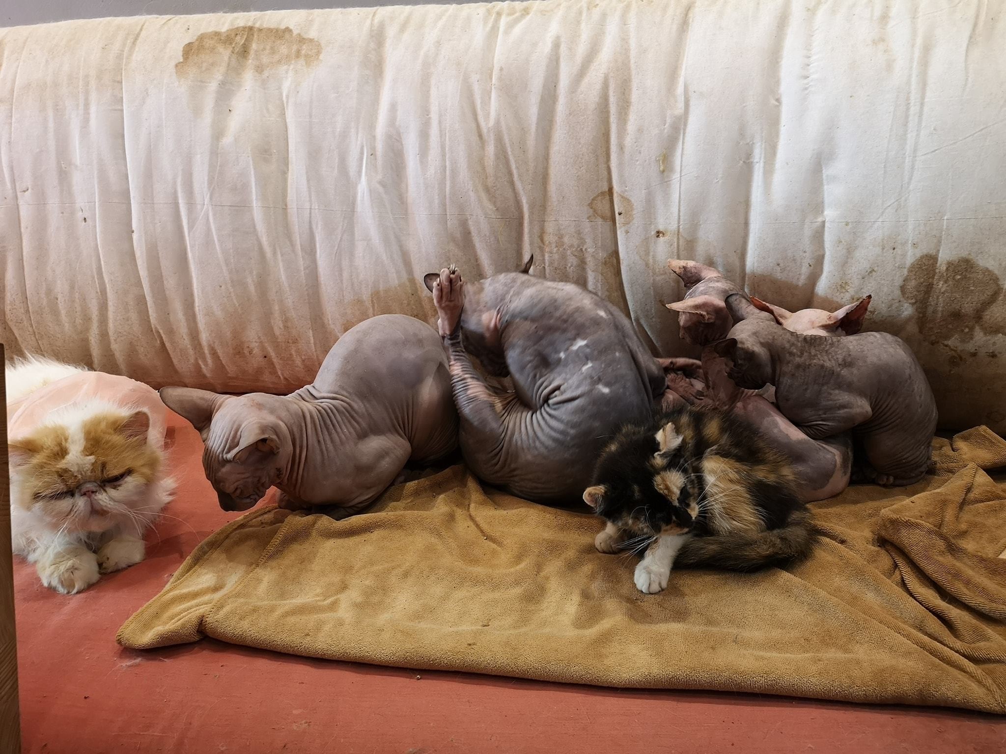 Cat最新事件，科技、生态与创新的融合进展