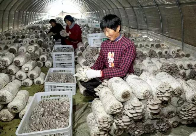 太平汀州最新资讯,太平汀州,最新资讯与深远影响